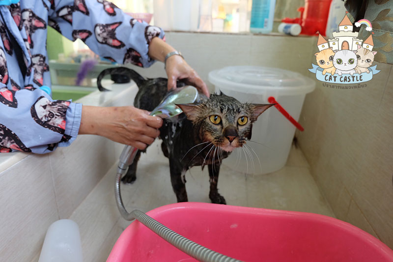 อาบน้ำแมวเชียงใหม่